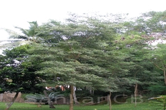 Dalbergia latifolia